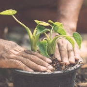 How to Make Potting Mix - The Better India