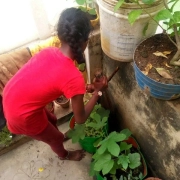 AARFRC - Pudiyador COVID Garden Kit