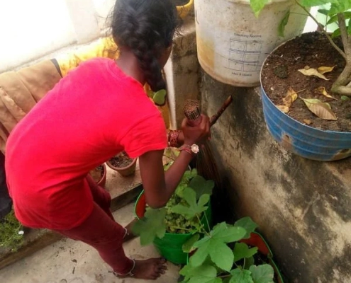 AARFRC - Pudiyador COVID Garden Kit