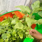 AARFRC - Pudiyador COVID Garden Kit