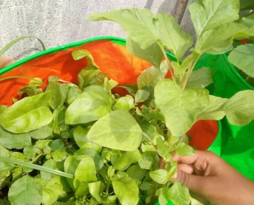 AARFRC - Pudiyador COVID Garden Kit