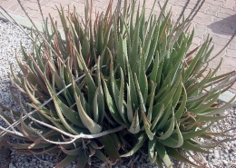 Aloe vera