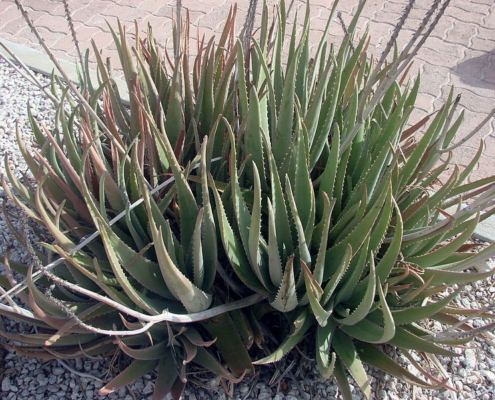 Aloe vera