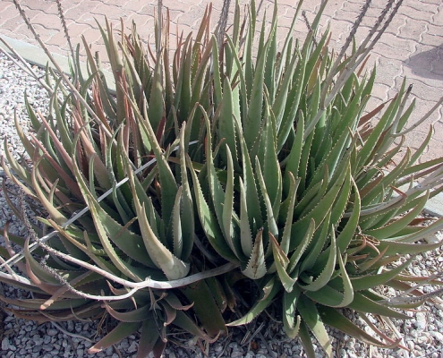 Aloe vera