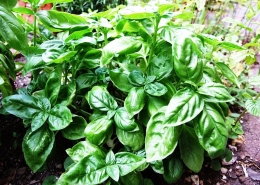 Basil