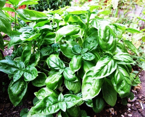 Basil