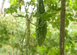 Bitter Gourd