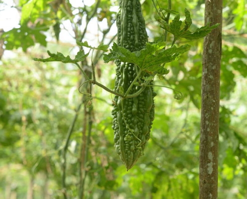 Bitter Gourd