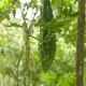 Bitter Gourd