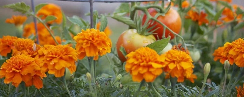 Companion Planting Companion Planting