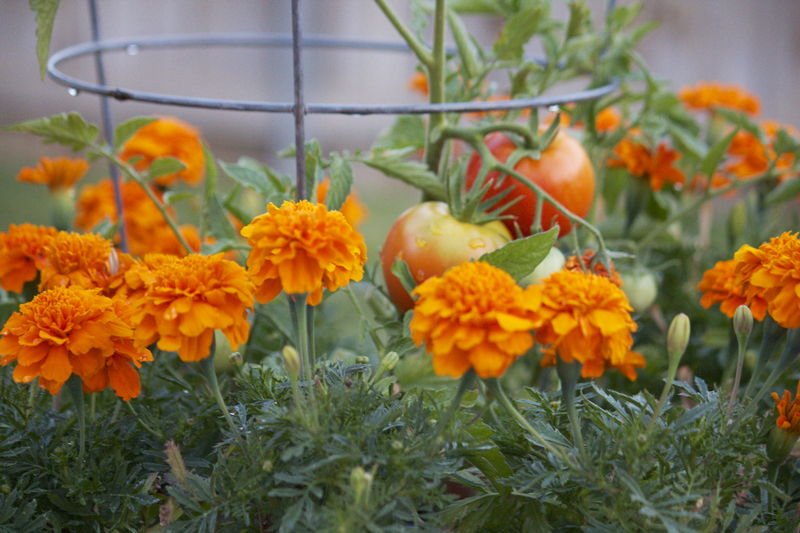 Image of Marigolds companion plant for cluster beans