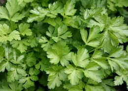 Coriander