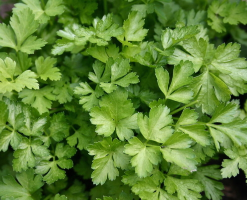 Coriander