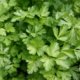 Coriander