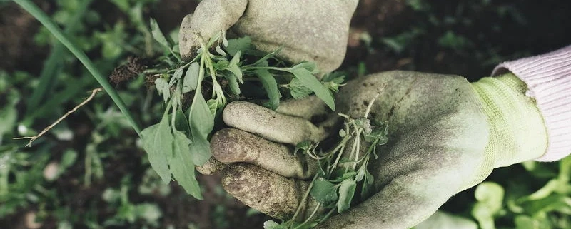 Garden Maintenance Garden Maintenance