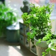 Growing Herbs