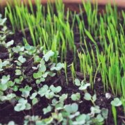 Microgreen Sprouts