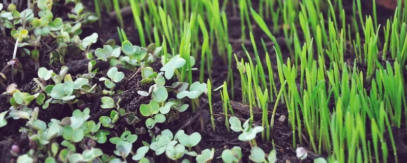 Microgreen Sprouts Microgreen Sprouts