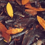 Mulching Leaves