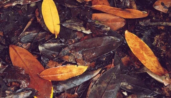 Mulching Leaves Mulching Leaves