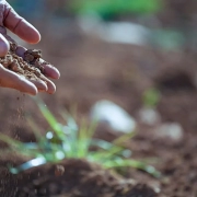 Nutrients and Organic Fertilizers