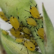 Plant Pests Diseases