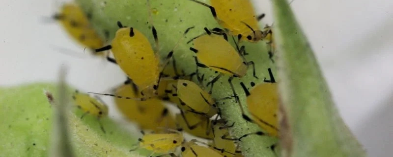 Plant Pests Diseases