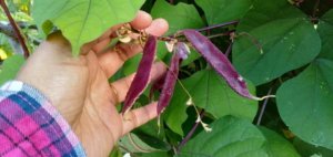 Purple Beans - a special variety of bean grown at Kalpavriksha Farm by Kalpana