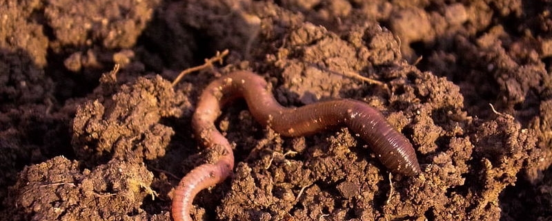 Soil Condition Soil Condition