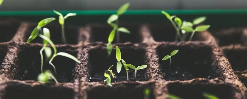Veg Garden - Sunlight, Spacing & Layouts