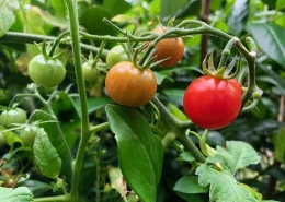 Tomato