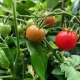 Tomato Tomato