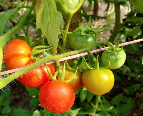 Tomatos ripening on the plant