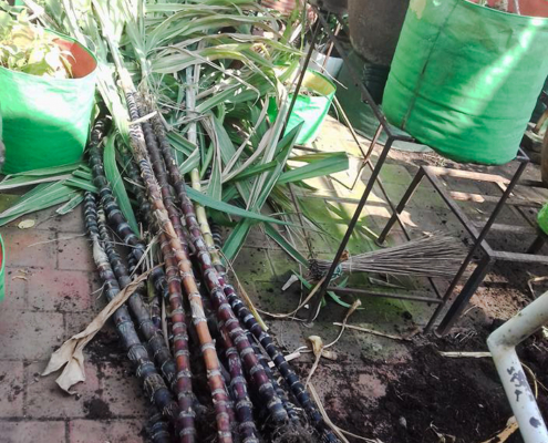 A sweet harvest - Sugar Cane