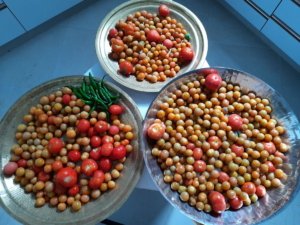 A feast of tomatoes from Sumithra's garden.