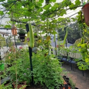 A view of the terrace garden_Sumithra Srikanth - Urban Farm 04