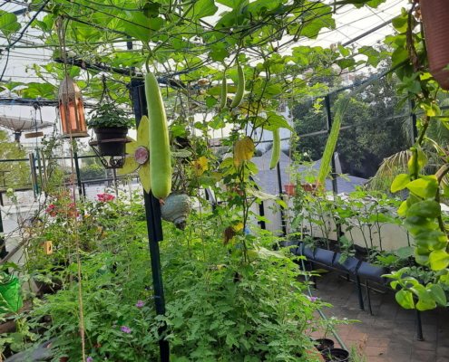 A view of the terrace garden_Sumithra Srikanth - Urban Farm 04