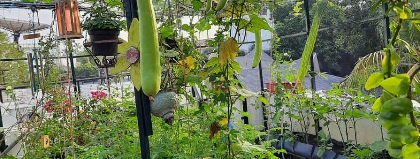 A view of the terrace garden_Sumithra Srikanth - Urban Farm 04