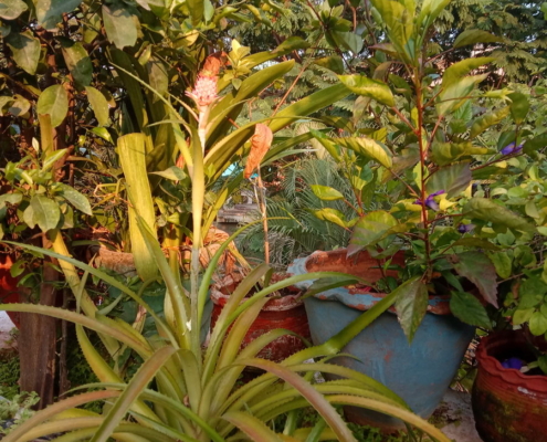 Aloevera blooming_Sumithra Srikanth - Urban Farm