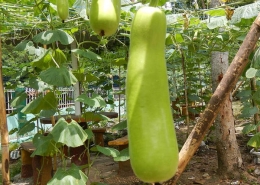 Bottle Gourd