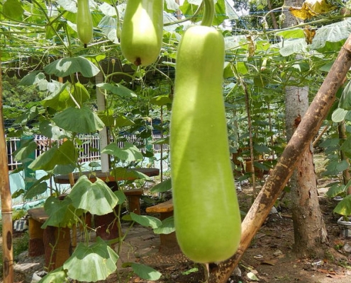 Bottle Gourd