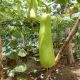 Bottle Gourd