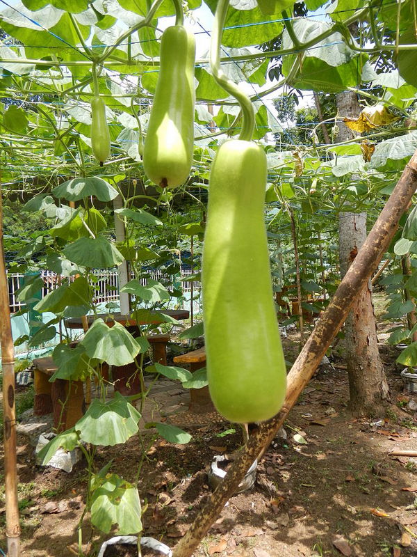 health-benefits-of-bottle-gourd-in-tamil