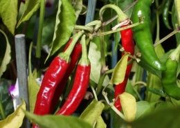 Chilli Pepper