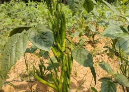 Cluster Beans