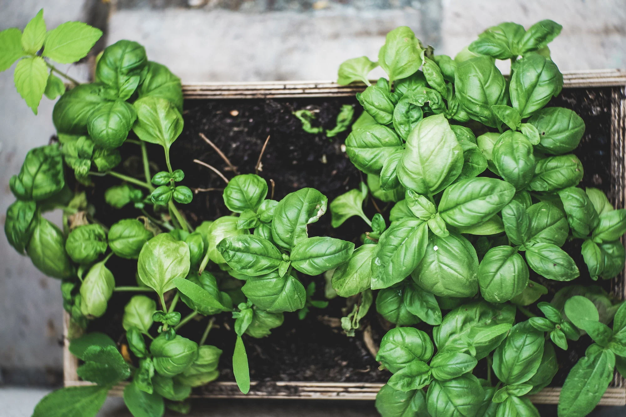 Container-Gardening_Chennai-Resilience_