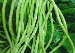 Cowpea
