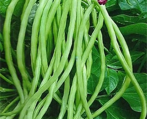 Cowpea
