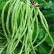 Cowpea Cowpea