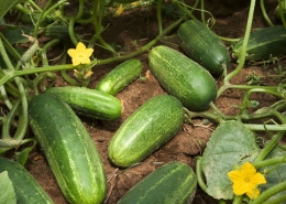 Cucumber